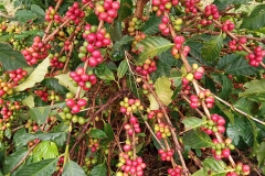 IMG_20210924_085713_424